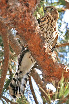 Cooper's Hawk Image @ Kiwifoto.com