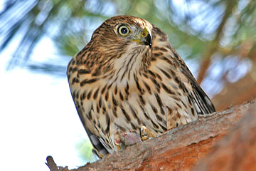 Cooper's Hawk Image @ Kiwifoto.com