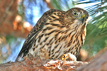 Cooper's Hawk Picture @ Kiwifoto.com