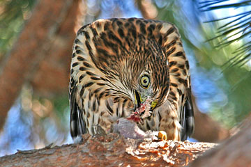 Cooper's Hawk Photo @ Kiwifoto.com