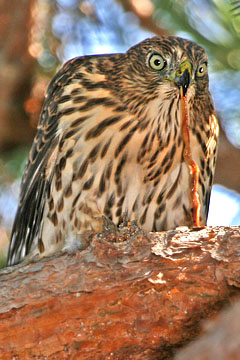 Cooper's Hawk Photo @ Kiwifoto.com