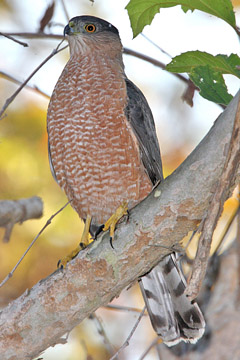 Cooper's Hawk Image @ Kiwifoto.com