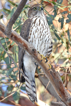 Cooper's Hawk Photo @ Kiwifoto.com