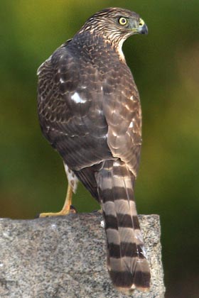 Cooper's Hawk Image @ Kiwifoto.com