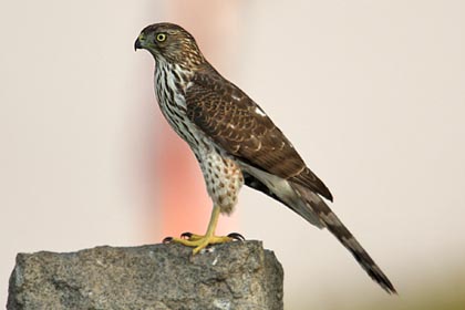 Cooper's Hawk Image @ Kiwifoto.com