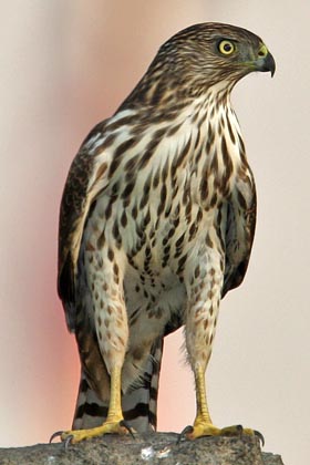 Cooper's Hawk Photo @ Kiwifoto.com