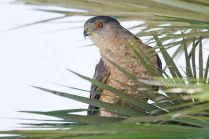 Cooper's Hawk