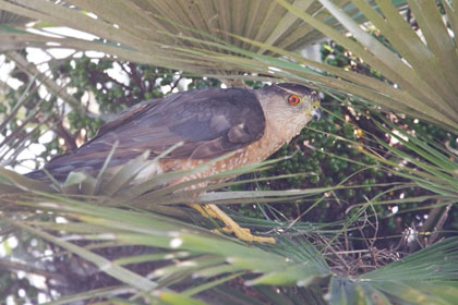 Cooper's Hawk Photo @ Kiwifoto.com