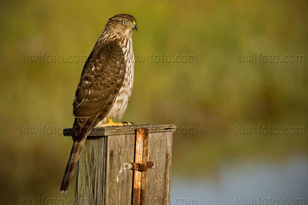 Cooper's Hawk Photo @ Kiwifoto.com