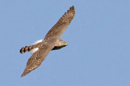 Cooper's Hawk Photo @ Kiwifoto.com