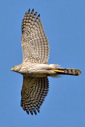 Cooper's Hawk Photo @ Kiwifoto.com