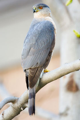 Cooper's Hawk Photo @ Kiwifoto.com