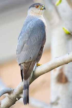 Cooper's Hawk, California