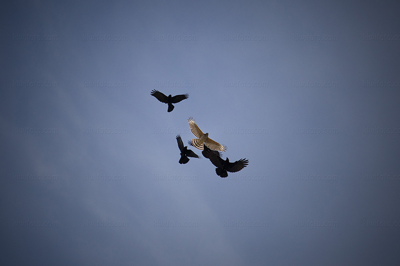 Cooper's Hawk Image @ Kiwifoto.com