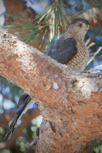 Cooper's Hawk Image @ Kiwifoto.com