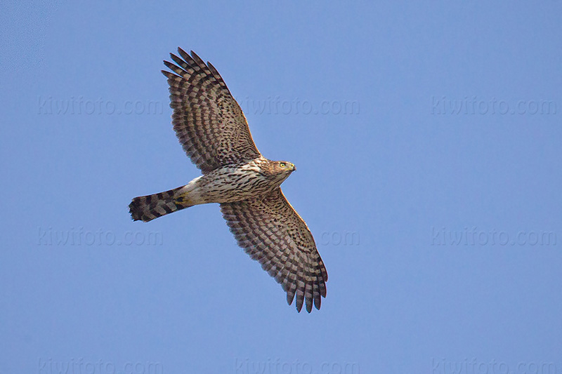 Cooper's Hawk Image @ Kiwifoto.com