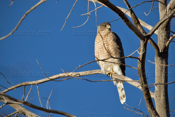 Cooper's Hawk Photo @ Kiwifoto.com