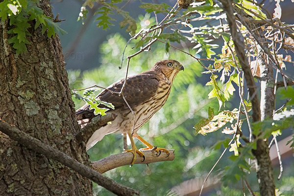 Cooper's Hawk Picture @ Kiwifoto.com