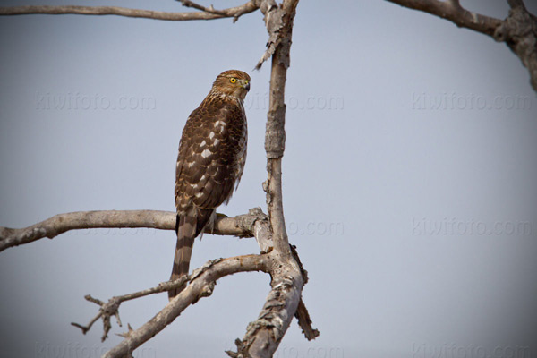 Cooper's Hawk Photo @ Kiwifoto.com