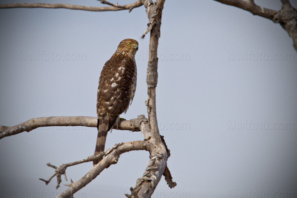 Cooper's Hawk Image @ Kiwifoto.com