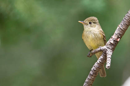 Cordilleran Flycatcher