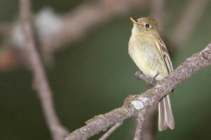 Cordilleran Flycatcher Image @ Kiwifoto.com