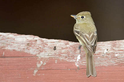 Cordilleran Flycatcher Picture @ Kiwifoto.com