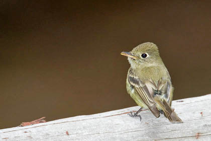 Cordilleran Flycatcher Picture @ Kiwifoto.com