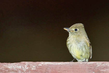 Cordilleran Flycatcher Photo @ Kiwifoto.com