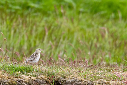Correndera Pipit Picture @ Kiwifoto.com