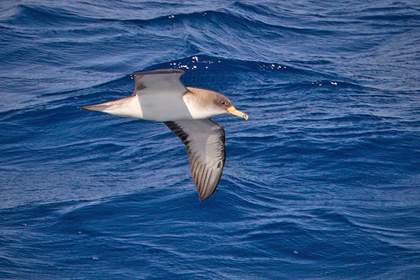 Cory's Shearwater Picture @ Kiwifoto.com