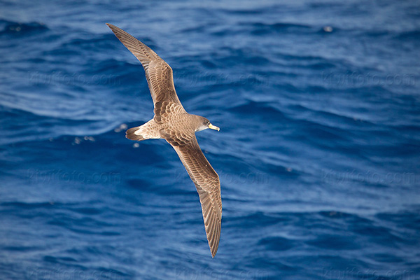 Cory's Shearwater Image @ Kiwifoto.com