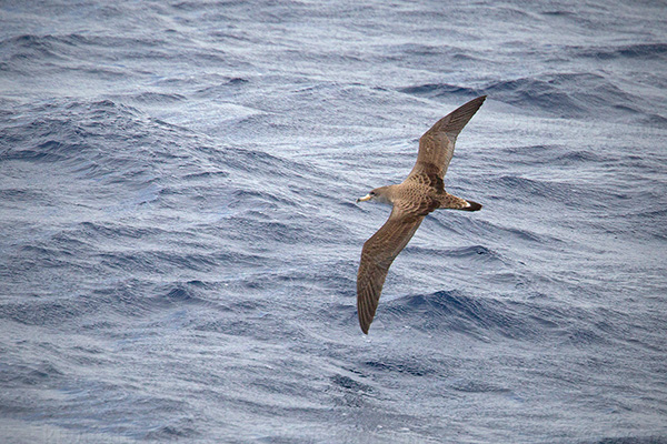 Cory's Shearwater Image @ Kiwifoto.com
