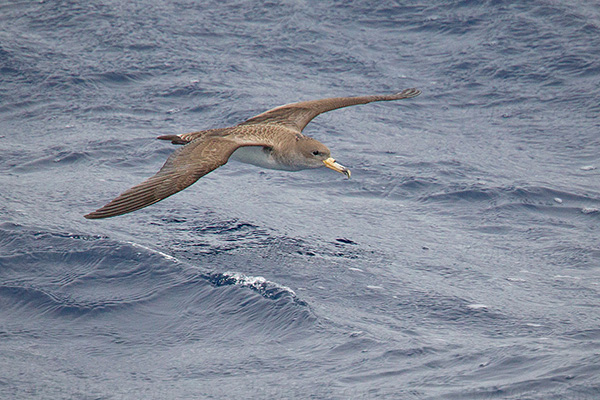 Cory's Shearwater