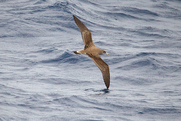 Cory's Shearwater Picture @ Kiwifoto.com