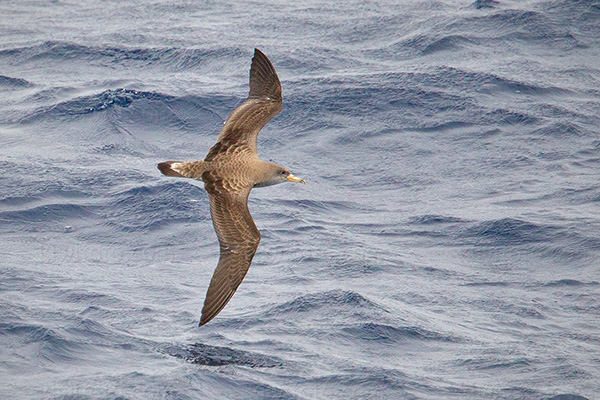 Cory's Shearwater Photo @ Kiwifoto.com