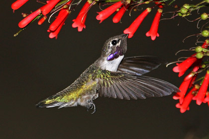 Costa's Hummingbird Photo @ Kiwifoto.com