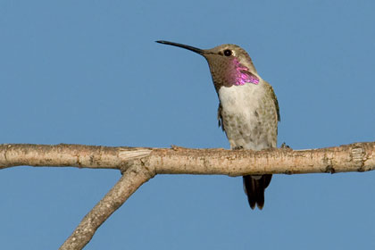 Costa's Hummingbird Image @ Kiwifoto.com