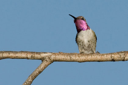 Costa's Hummingbird Photo @ Kiwifoto.com