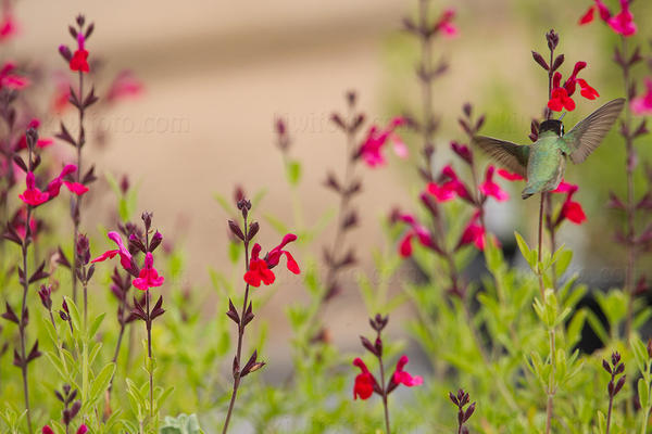 Costa's Hummingbird Image @ Kiwifoto.com
