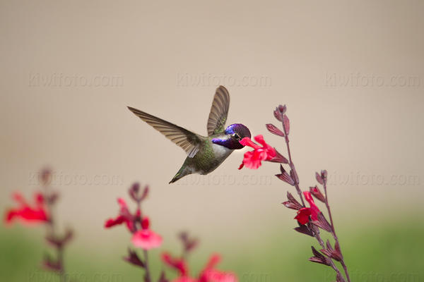 Costa's Hummingbird Image @ Kiwifoto.com