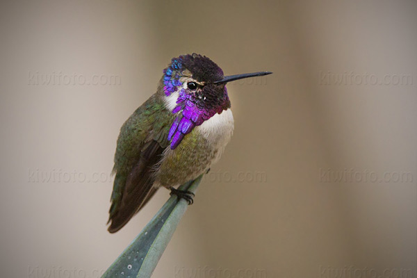 Costa's Hummingbird Photo @ Kiwifoto.com