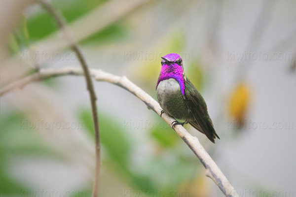 Costa's Hummingbird Photo @ Kiwifoto.com