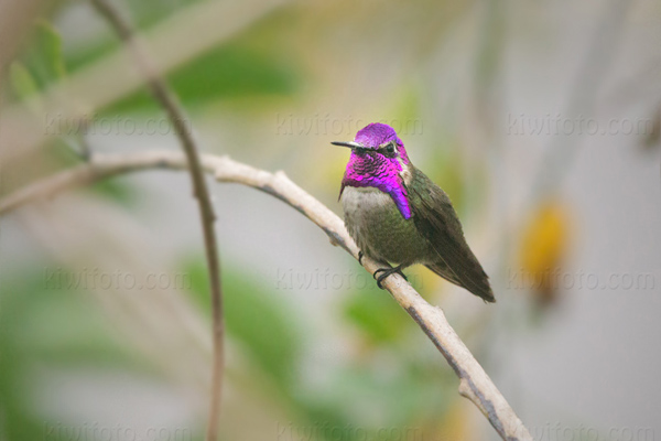 Costa's Hummingbird Image @ Kiwifoto.com