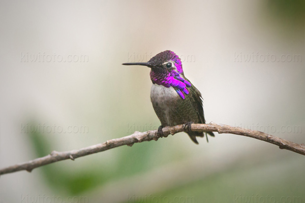 Costa's Hummingbird Picture @ Kiwifoto.com