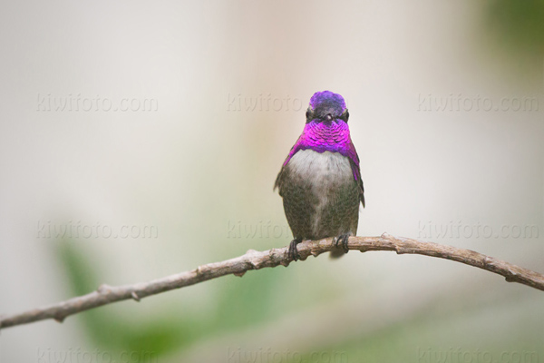 Costa's Hummingbird Image @ Kiwifoto.com