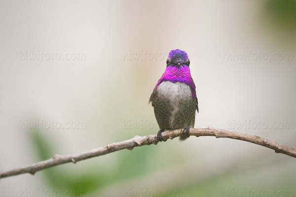 Costa's Hummingbird Picture @ Kiwifoto.com