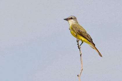 Couch's Kingbird Photo @ Kiwifoto.com