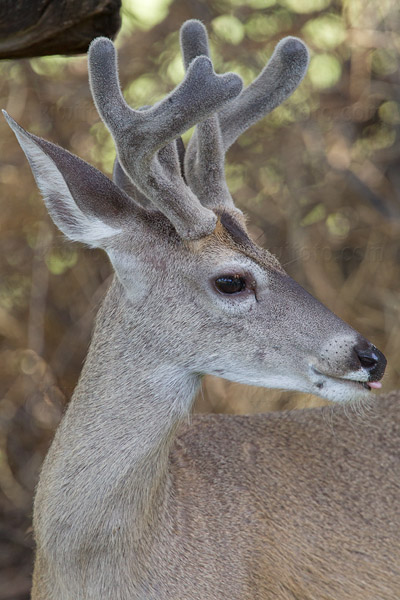 Coues White-tailed Deer Photo @ Kiwifoto.com