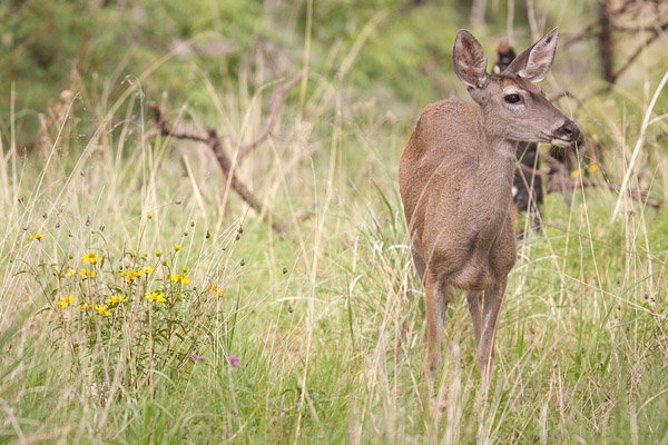 Coues White-tailed Deer